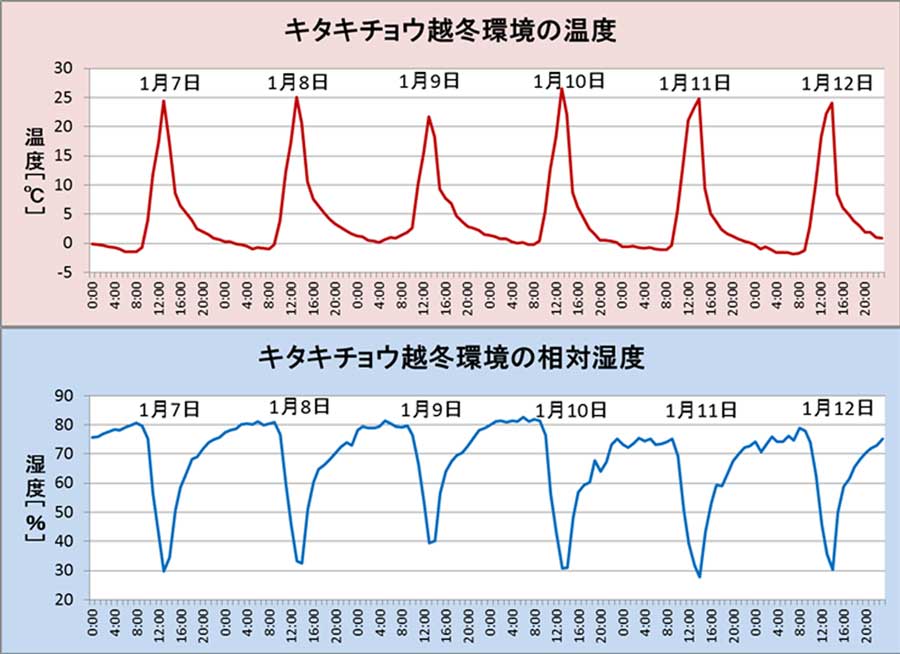 キタキチョウの越冬環境_e0253104_21214543.jpg