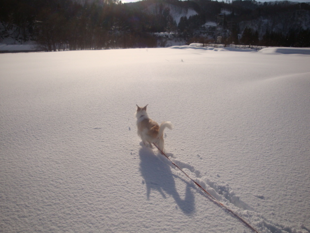 犬とスノーシュー♪　河原編_e0175905_12484639.jpg