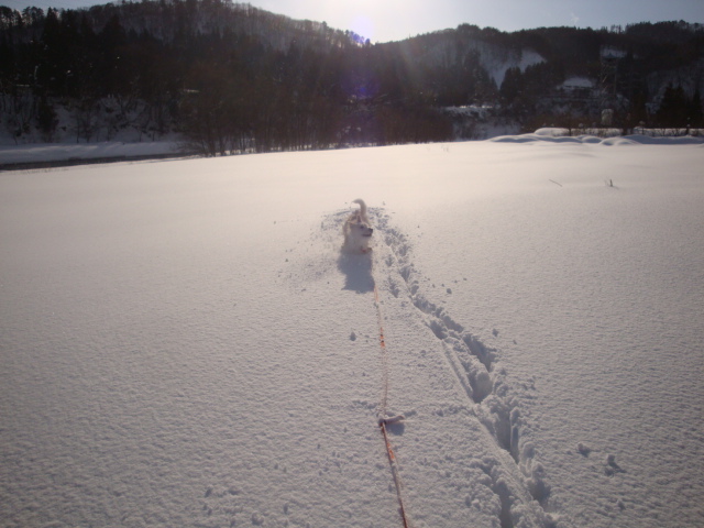 犬とスノーシュー♪　河原編_e0175905_12494138.jpg