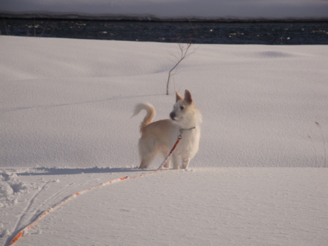 犬とスノーシュー♪　河原編_e0175905_12502254.jpg