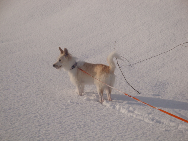 犬とスノーシュー♪　河原編_e0175905_12521720.jpg