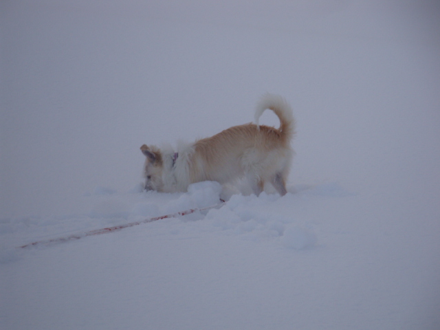 犬とスノーシュー♪　河原編_e0175905_12525831.jpg