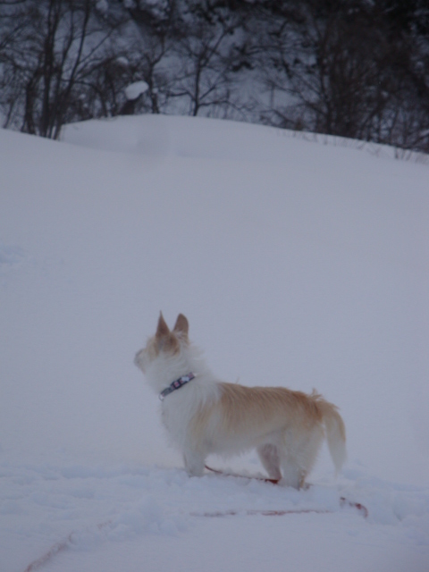 犬とスノーシュー♪　河原編_e0175905_12534076.jpg