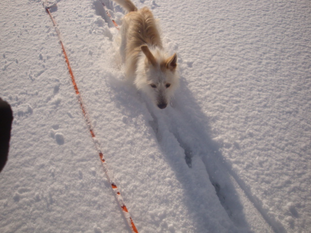 犬とスノーシュー♪　河原編_e0175905_17422956.jpg