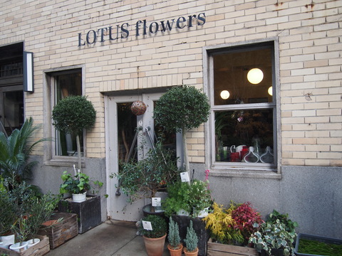 春を感じます Lotus Flowers 北浜 Pas A Pas 一歩一歩