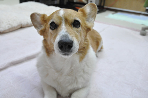 「動物写真の撮り方」一般講習会_d0102523_0255458.jpg