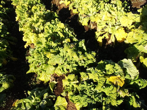 葉野菜も.....寒さに負けずに!_b0137932_2048559.jpg