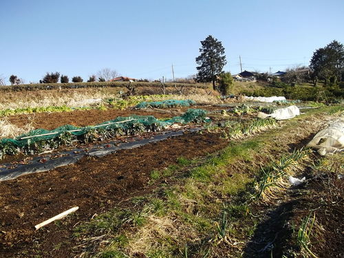 葉野菜も.....寒さに負けずに!_b0137932_204858.jpg