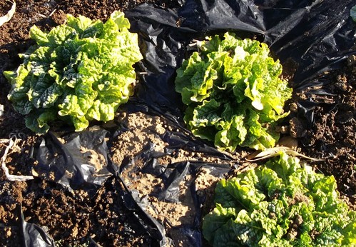 葉野菜も.....寒さに負けずに!_b0137932_20492426.jpg