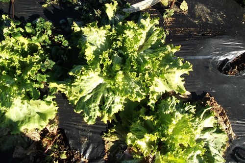 葉野菜も.....寒さに負けずに!_b0137932_20494955.jpg