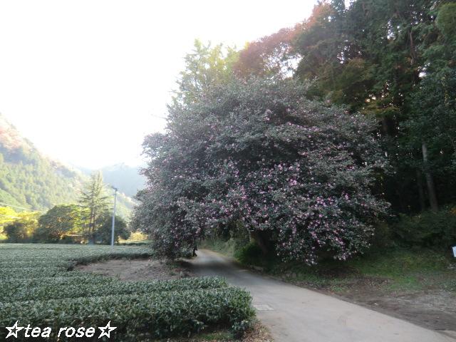 飯南町の山茶花♪　（天然記念物）_d0170639_14195385.jpg