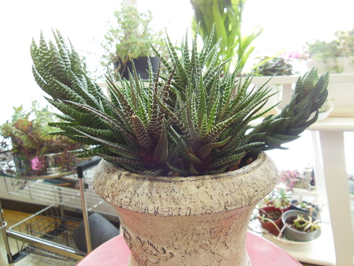 b0141042_054613.jpg