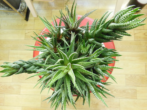 b0141042_064065.jpg