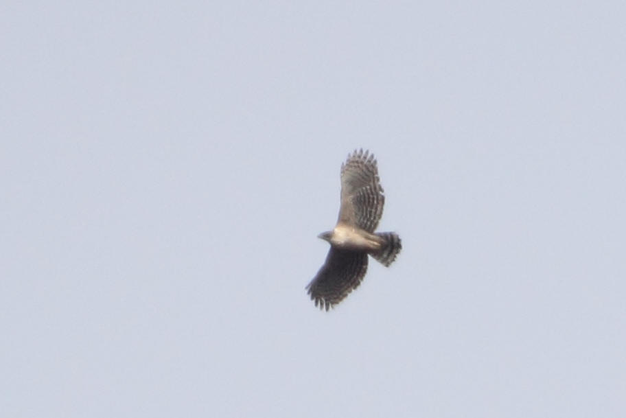 c0269342_2039575.jpg