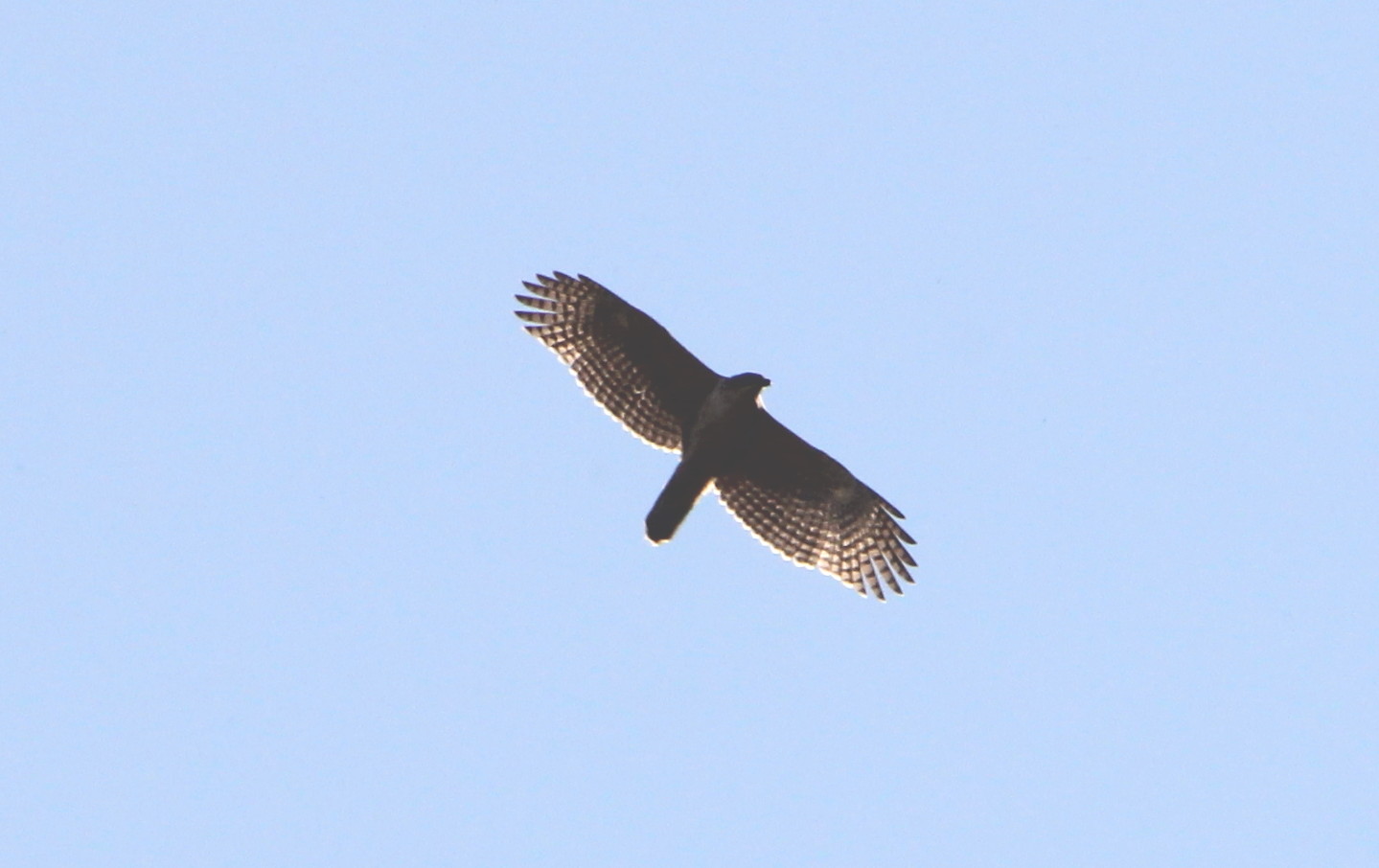 c0269342_2057353.jpg