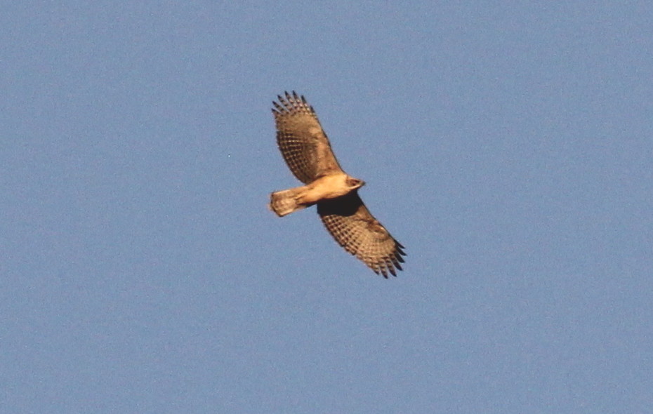 c0269342_2122071.jpg