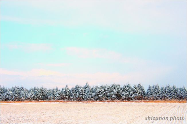 windbreak forest_e0303847_23271645.jpg