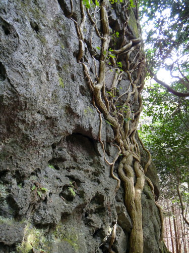 ２０１３年１月２０日　高岩山_c0179351_10461260.jpg