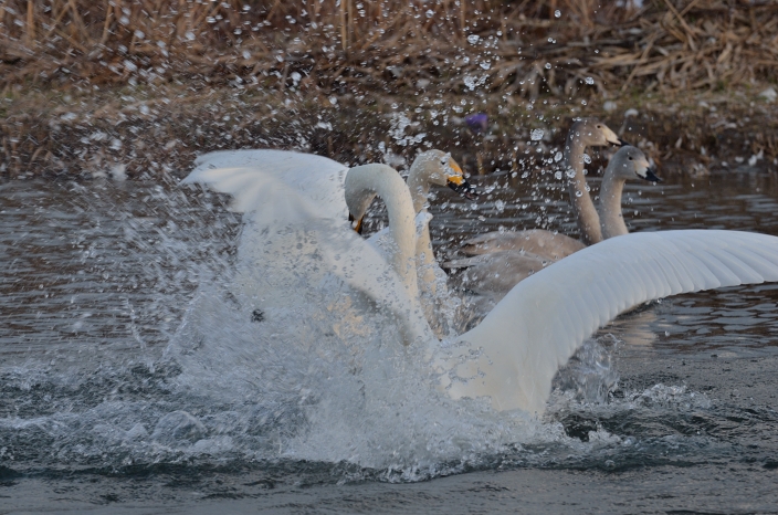 20121229 白鳥 富山県富山市婦中町長沢　1/7_a0263952_20353086.jpg