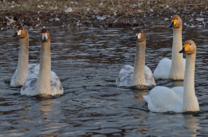 20121229 白鳥 富山県富山市婦中町長沢　1/7_a0263952_2035391.jpg