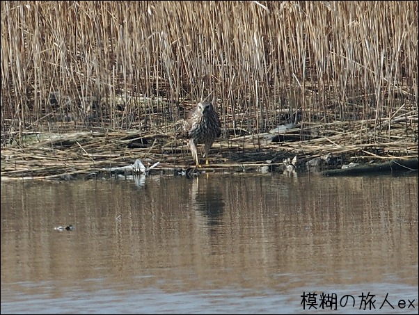 ハイイロチュウヒの飛翔！_f0140054_16618.jpg