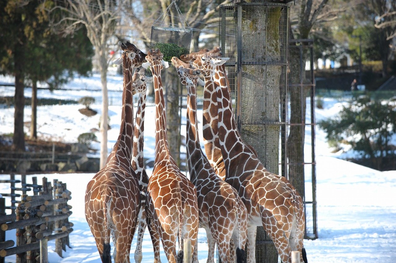 アフリカの雪_a0142056_17433898.jpg