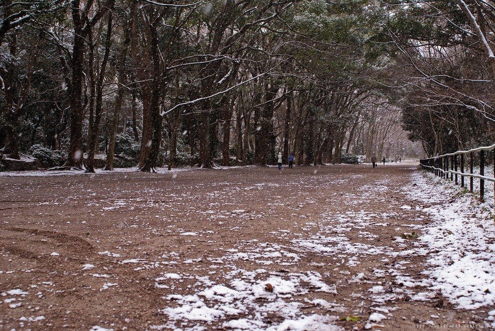 糺の森＆下鴨神社～雪景色_f0102363_14594646.jpg