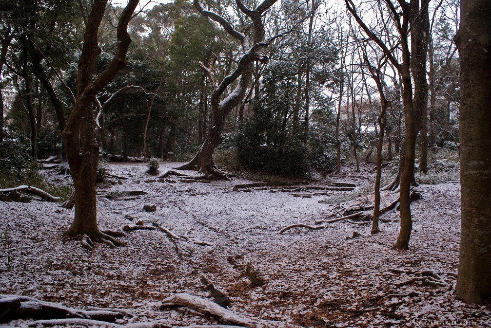 糺の森＆下鴨神社～雪景色_f0102363_1512431.jpg