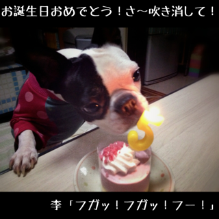 HAPPY BARTHDAY TO SUMOMO !_f0168374_9304061.png