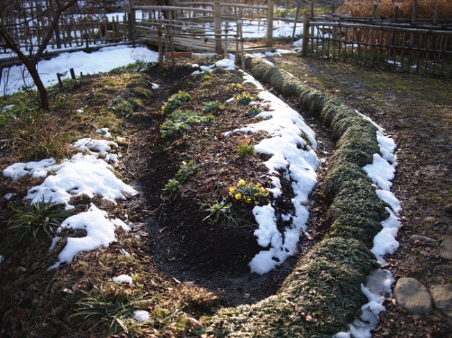 ロウバイ　　炭焼き小屋付近の雪景色_a0085679_20542424.jpg