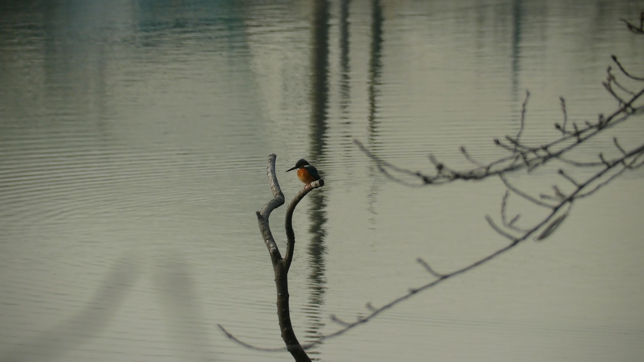 【 日記 1/21(月) 】 今日は白幡沼だけ (^_^;)_a0185081_2114560.jpg
