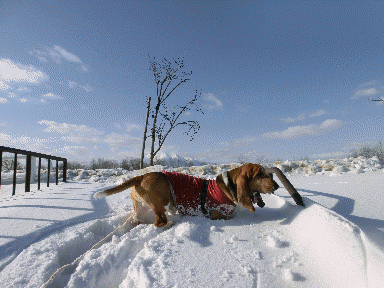 f0205887_2014132.gif