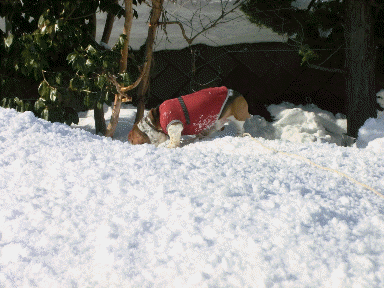 f0205887_209563.gif