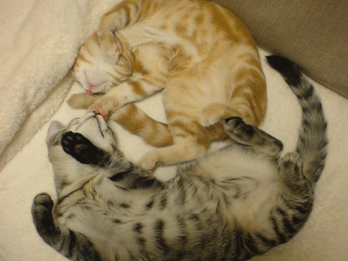 c0193788_9395085.gif