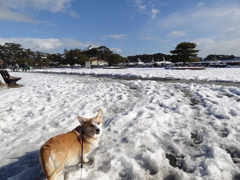 干支のパン　と　新年の雪の松島_f0075595_014987.jpg