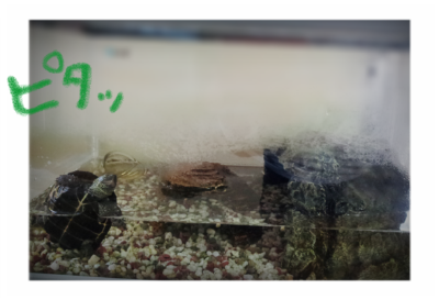 a0205596_122167.png