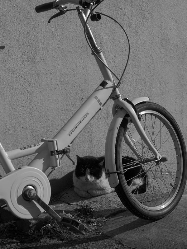 猫と自転車_a0114003_074926.jpg