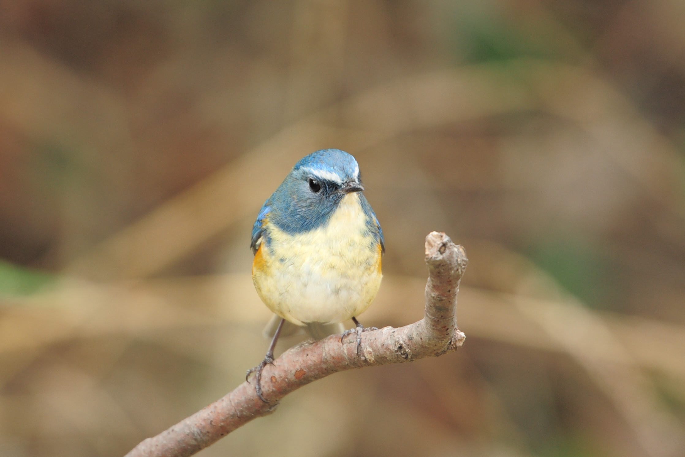 Ａ公園のルりビタキ_f0133213_2014295.jpg