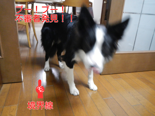 不審犬_a0232619_12422165.png