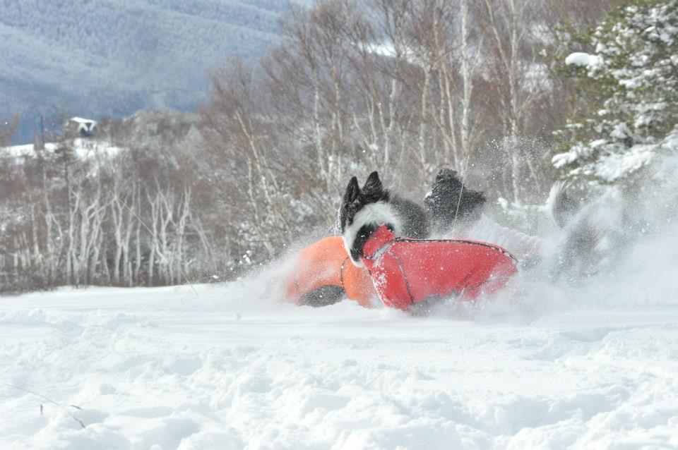 雪あそびに行ったんだった。_c0186528_1075545.jpg