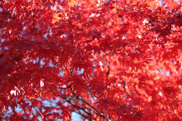 韓国旅行その11 「のんびり孝子洞散策」_d0148729_2092359.jpg