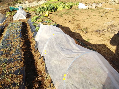 春を待つ、野菜の苗たち...._b0137932_2025236.jpg