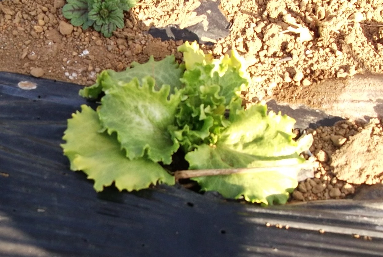 春を待つ、野菜の苗たち...._b0137932_2034696.jpg