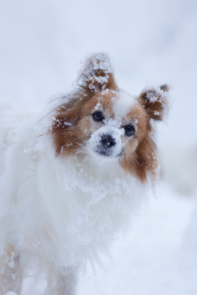 雪浴び♪_b0066154_1743521.jpg