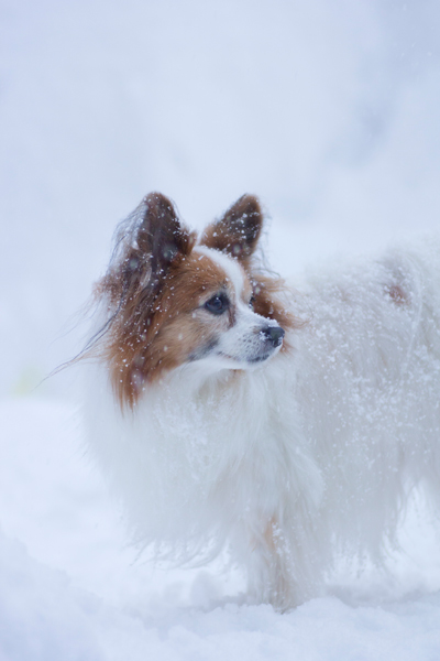 雪浴び♪_b0066154_1744441.jpg