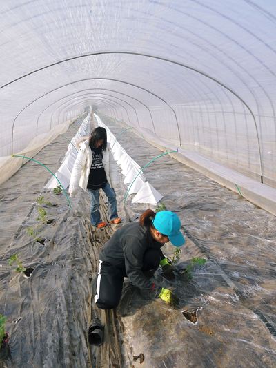 大玉スイカ「春のだんらん」　定植作業_a0254656_16234812.jpg