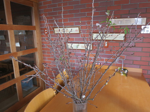 啓翁桜_c0260460_16185385.jpg
