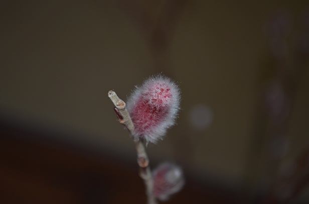 ピンク柳_d0230676_1633270.jpg