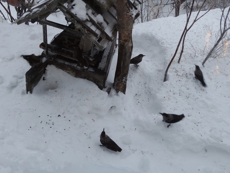 野鳥がたくさん見られる季節_e0120896_814885.jpg