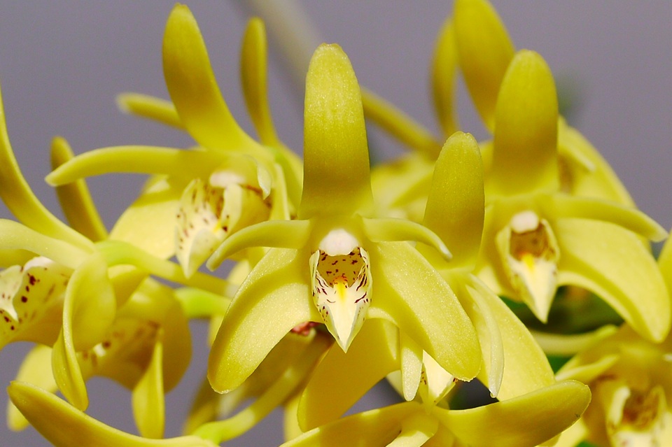 Dendrobium speciosum var. compactum : 花咲か父さん 洋らん栽培